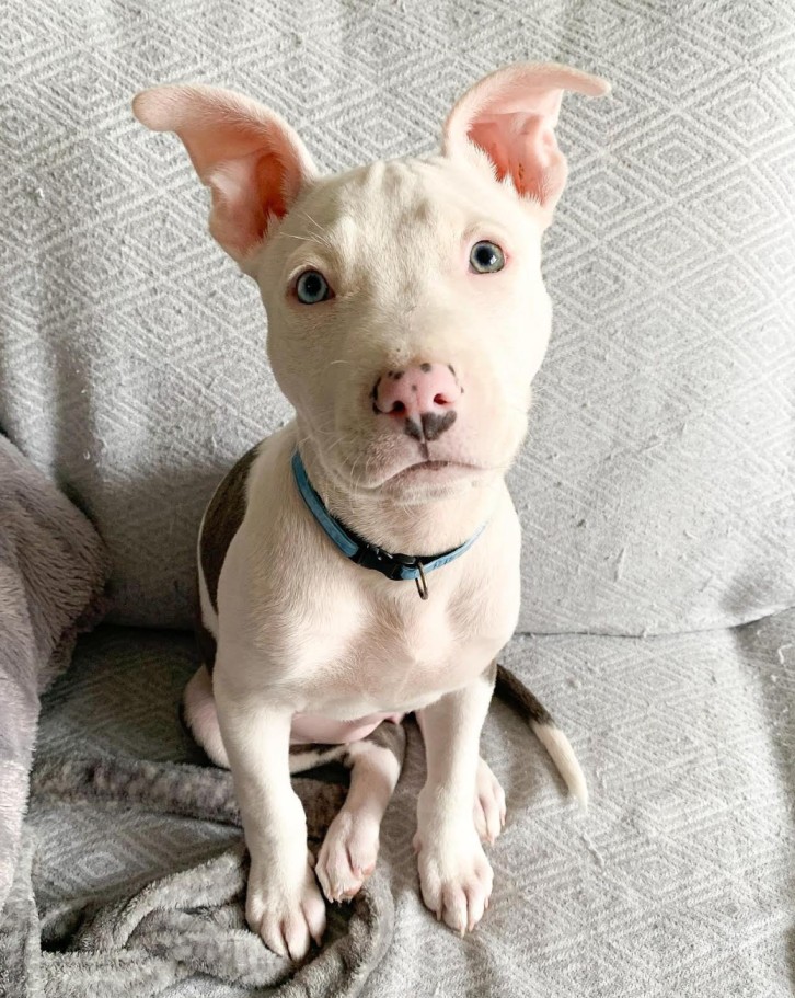 american pitbull puppies for sale near me
