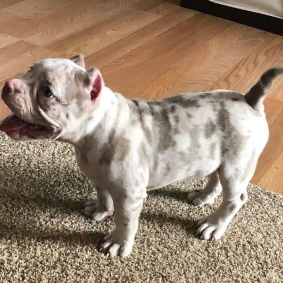american pitbull puppies for sale near me