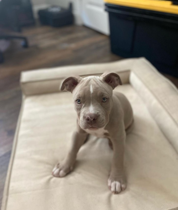 american pitbull puppies for sale near me
