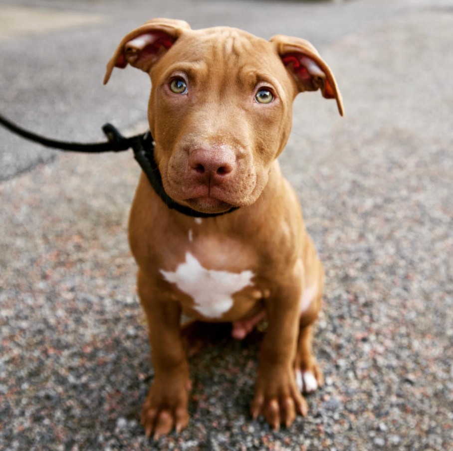 american pitbull puppies for sale near me