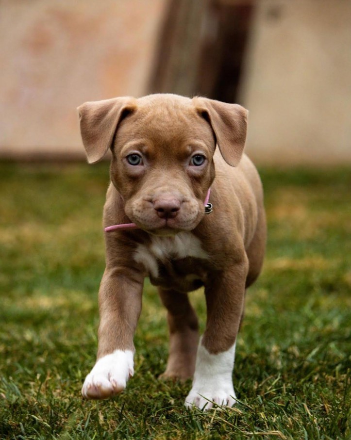pitbull dog puppies for sale​