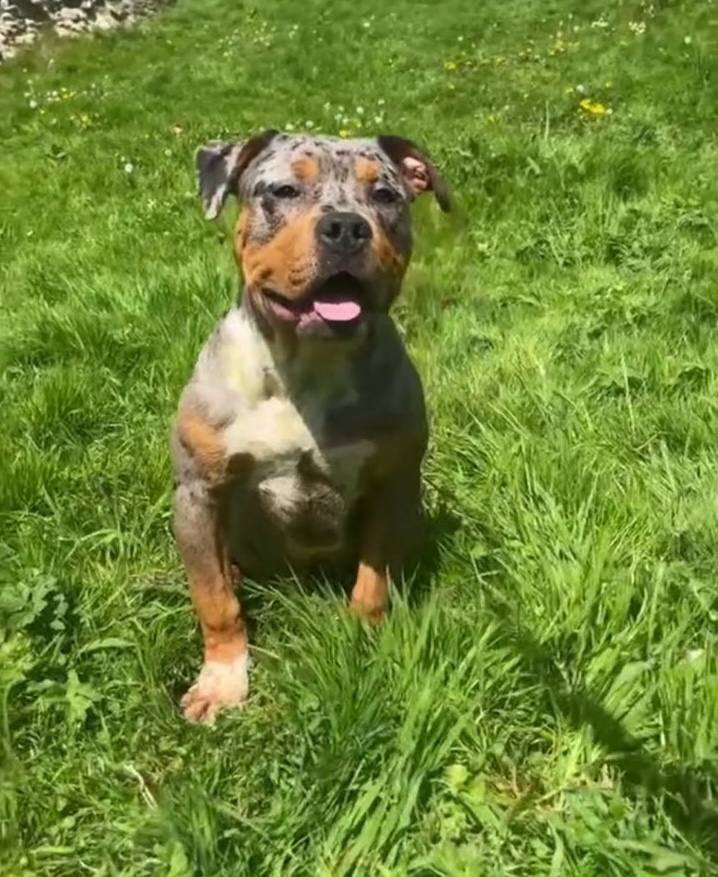 pitbull puppies for sale $150​