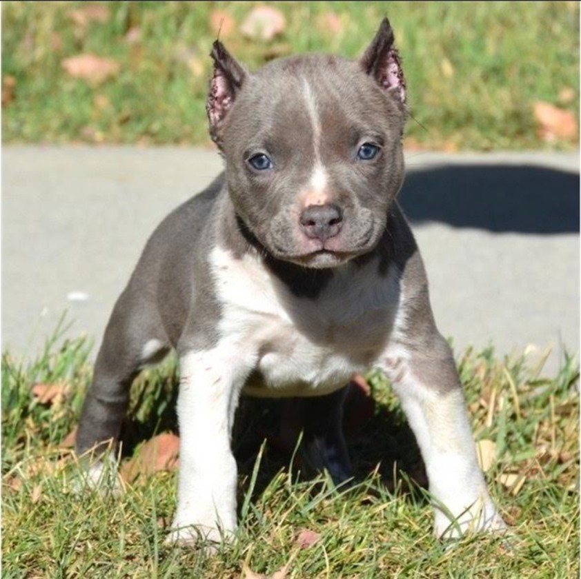 pitbull puppies for sale in ohio
