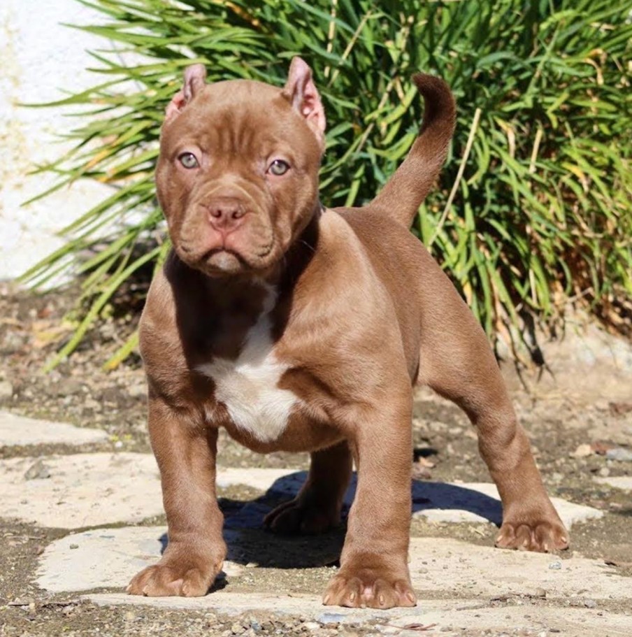 pitbull puppies for sale in ohio