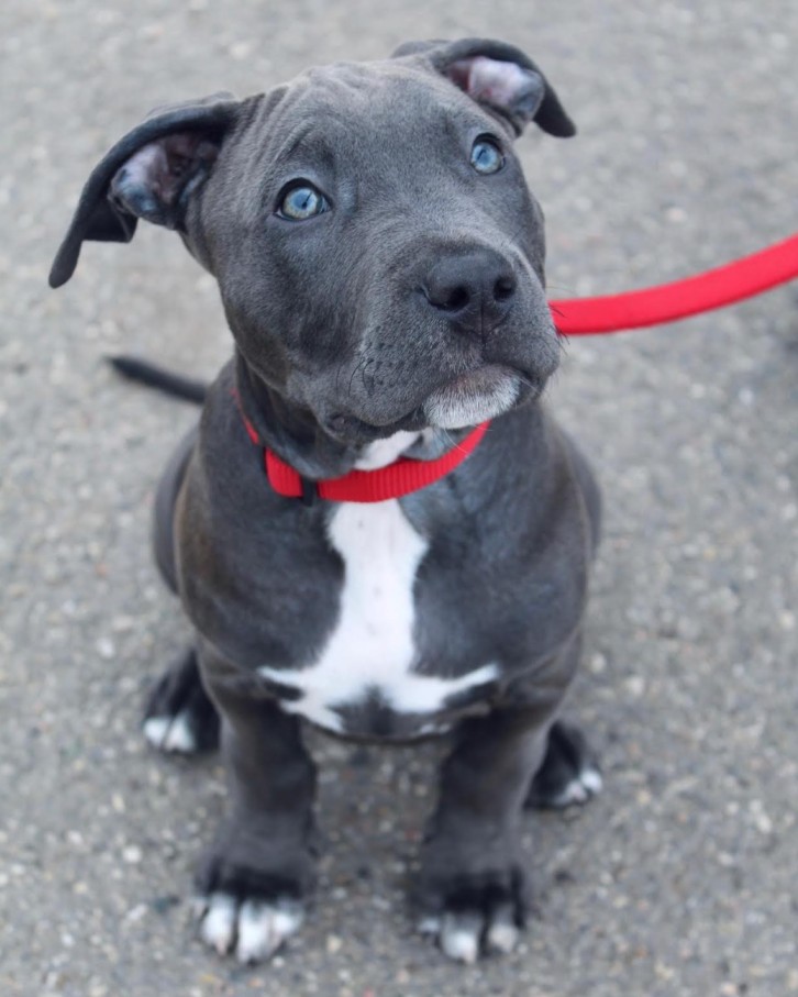 pitbull puppies for sale in ohio