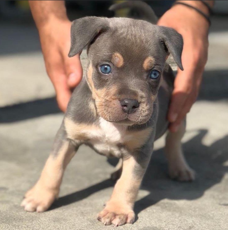 pitbull puppies for sale in ohio