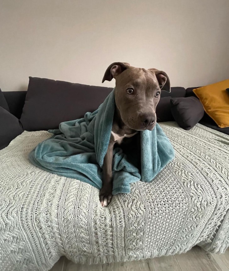 puppy pitbulls for sale near me