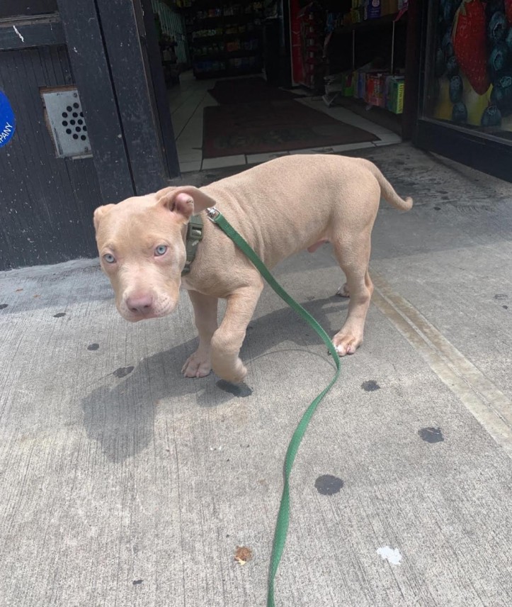 puppy pitbulls for sale near me