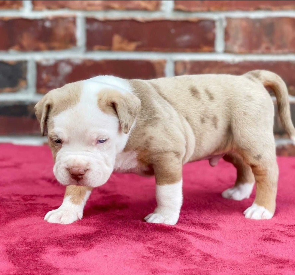 puppy pitbulls for sale near me