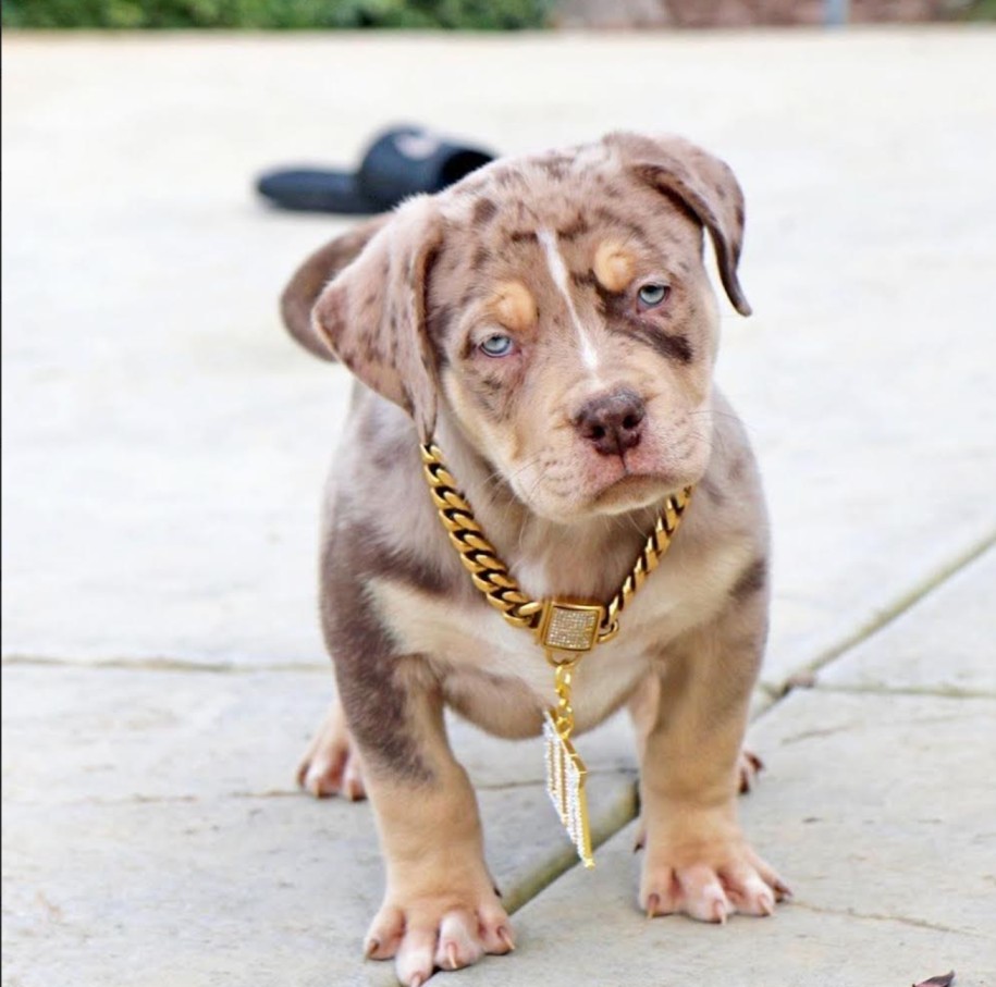 puppy pitbulls for sale near me