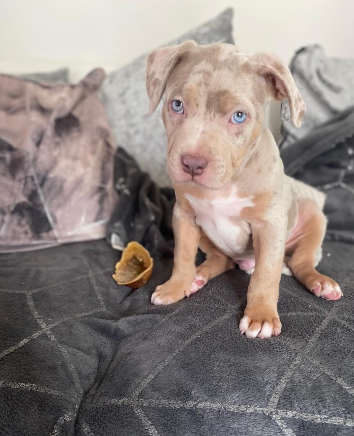 puppy pitbulls for sale near me​