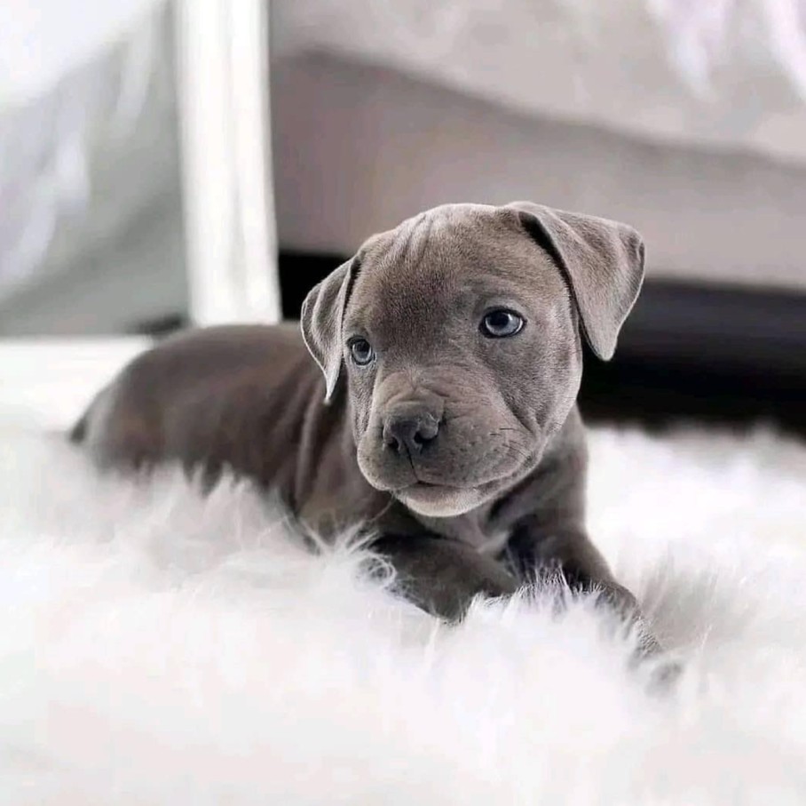 puppy pitbulls for sale near me​