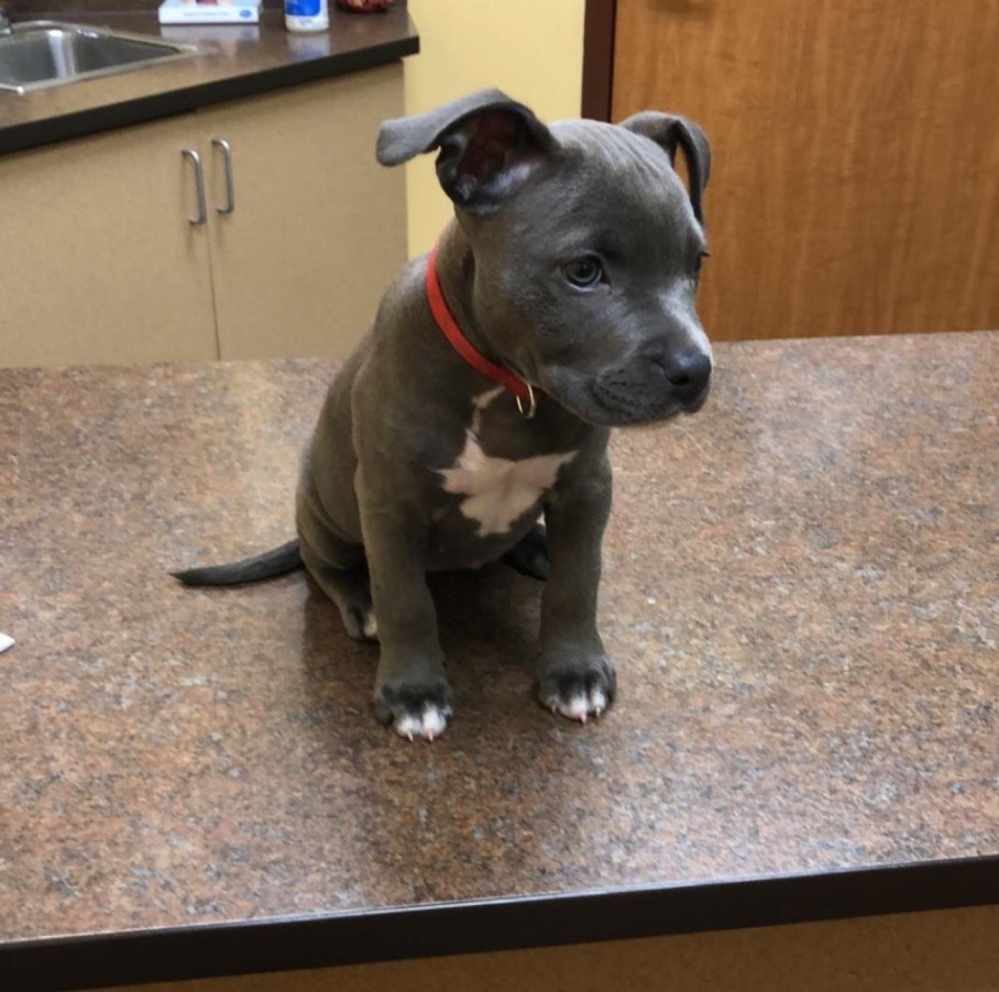 puppy pitbulls for sale near me​