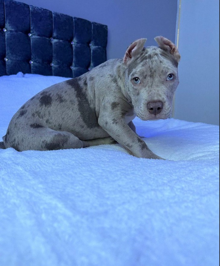 xl pitbull puppies for sale