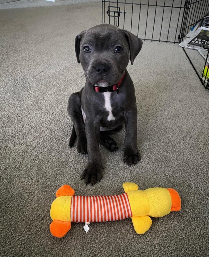 xl pitbull puppies for sale