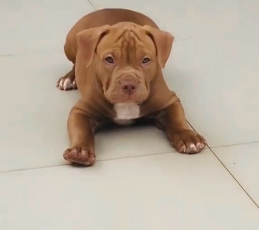 xl pitbull puppies for sale​